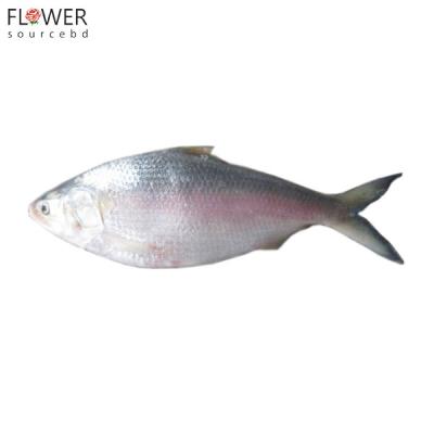 ইলিশ মাছ