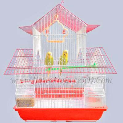 Pair of Budgerigar Birds with Cage