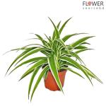 Spider Plant In A Clay Pot