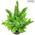 Fishbone Fern In A Ceramic/Clay Pot