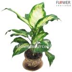 Dumb Cane Plant