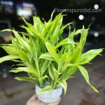 Gift of Luck – Lucky Bamboo for Home or Office