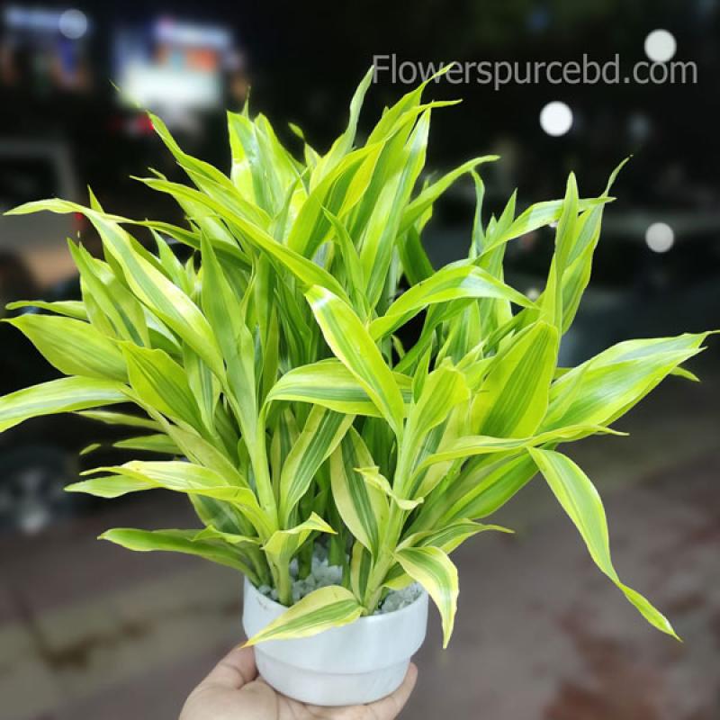 Gift of Luck – Lucky Bamboo for Home or Office