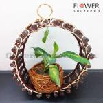 Hanging Spider Plant