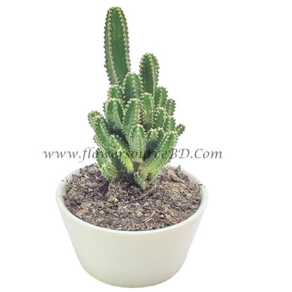 plant_12