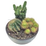 Harmonize Cactus In A Ceramic Pot