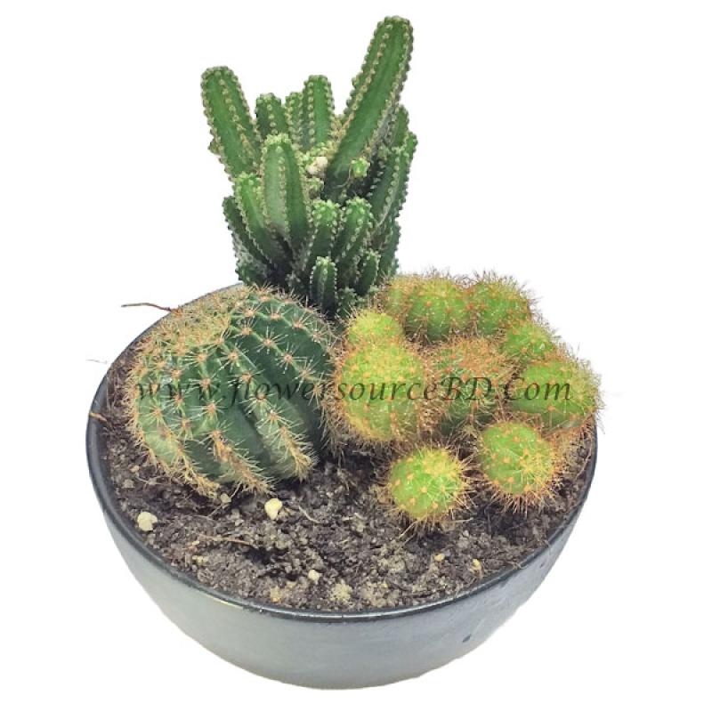 Harmonize Cactus In A Ceramic Pot