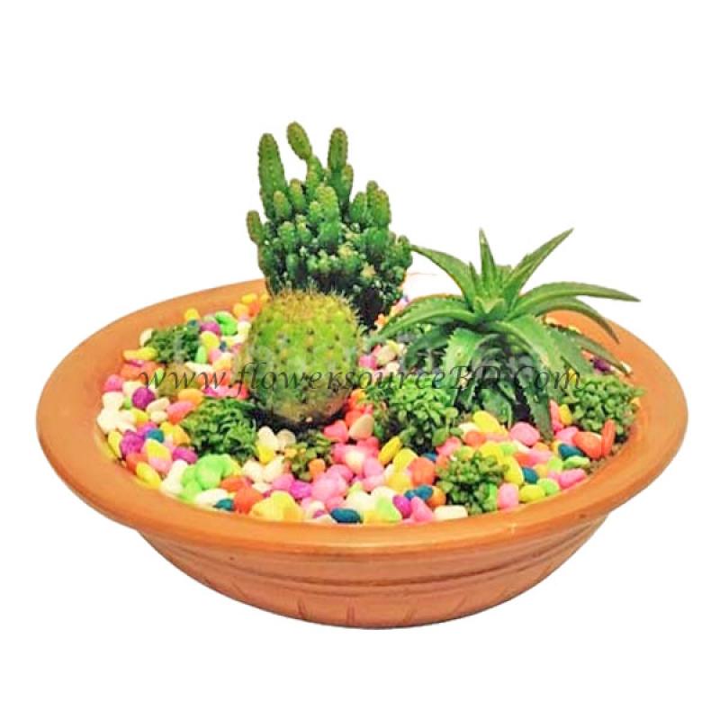 Cactus in a Clay Pot
