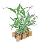 Fancy Indoor Plants