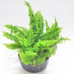 Fishbone Fern In A Ceramic/Clay Pot