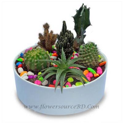 Mixed Variety Cactus in Pot
