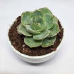 Echeveria Apus Succulent