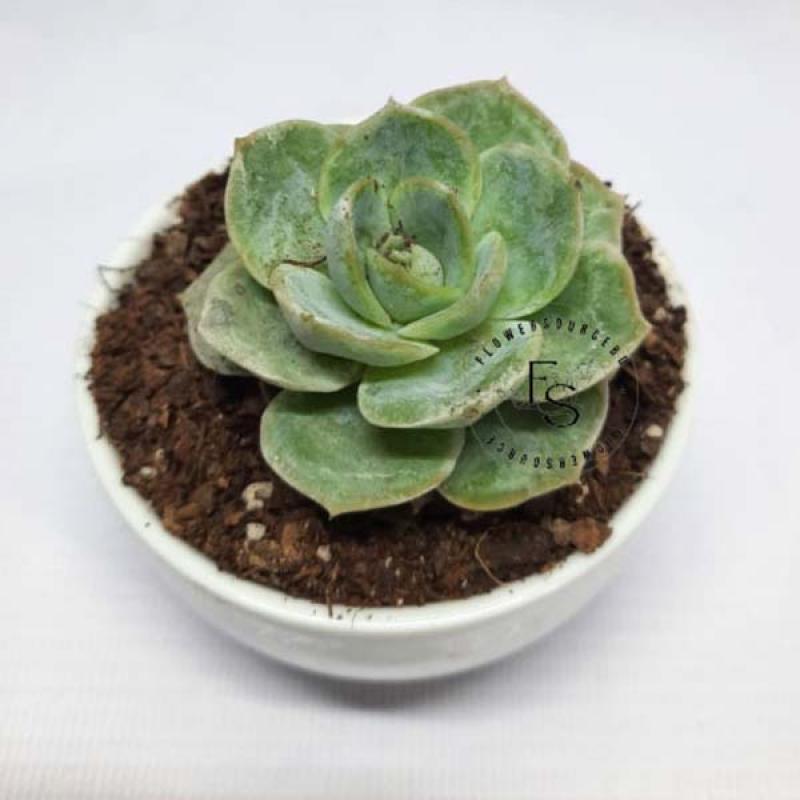 Echeveria Apus Succulent
