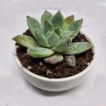 Echeveria Apus Succulent