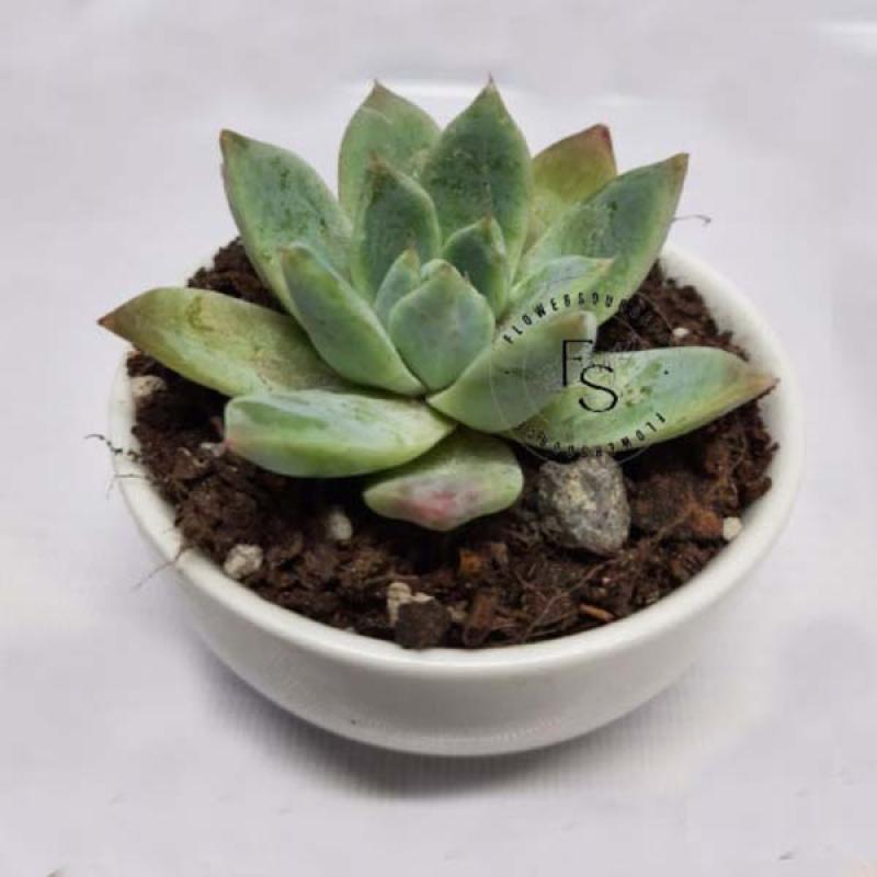 Echeveria Apus Succulent