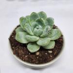 Echeveria Apus Succulent
